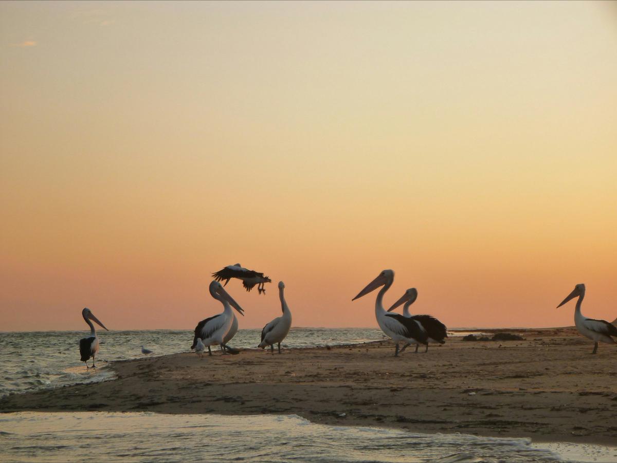 Canoe the Coorong - Sunset Tour