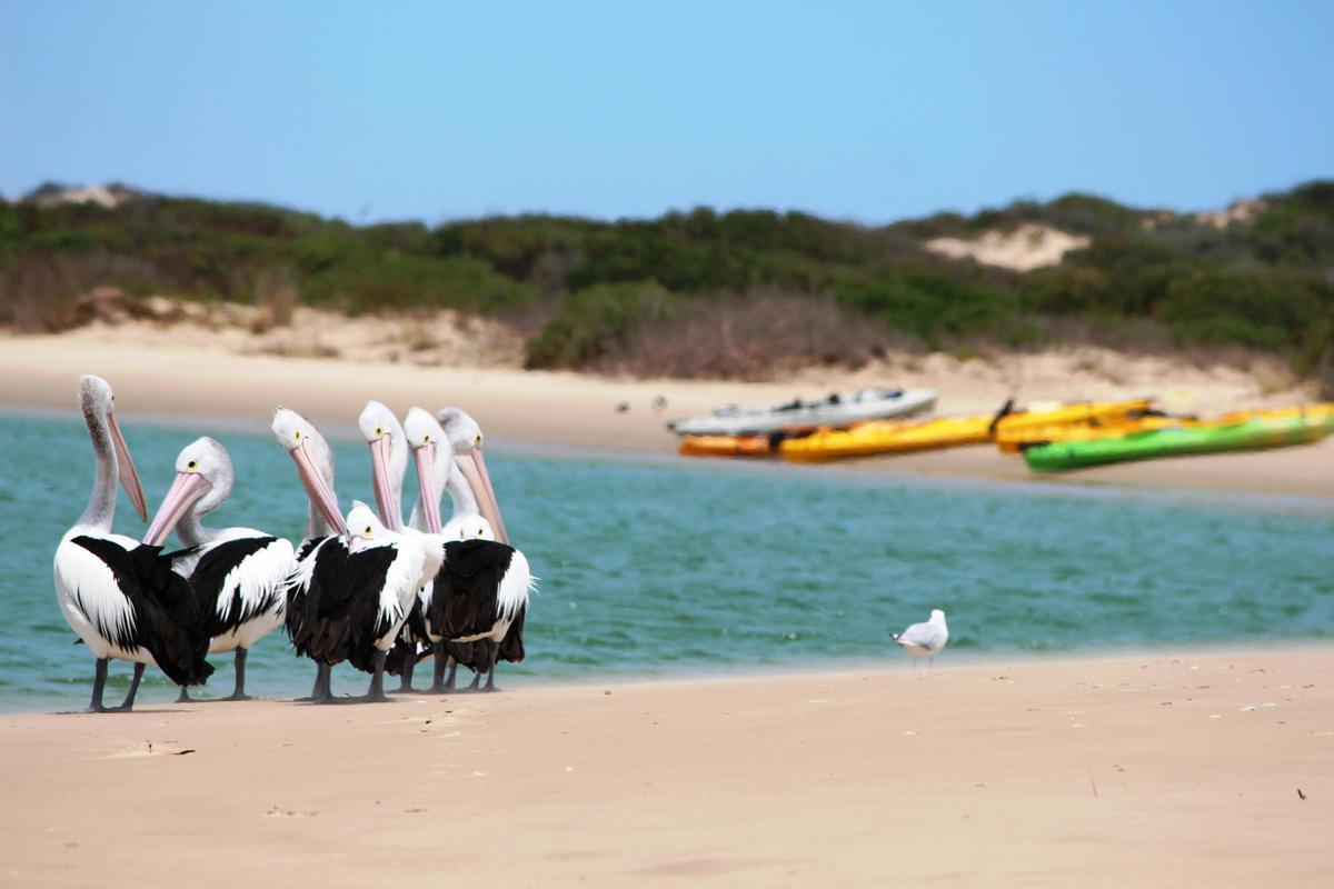 Pelicans and Kayaks in the Coorong National Park, South Australia