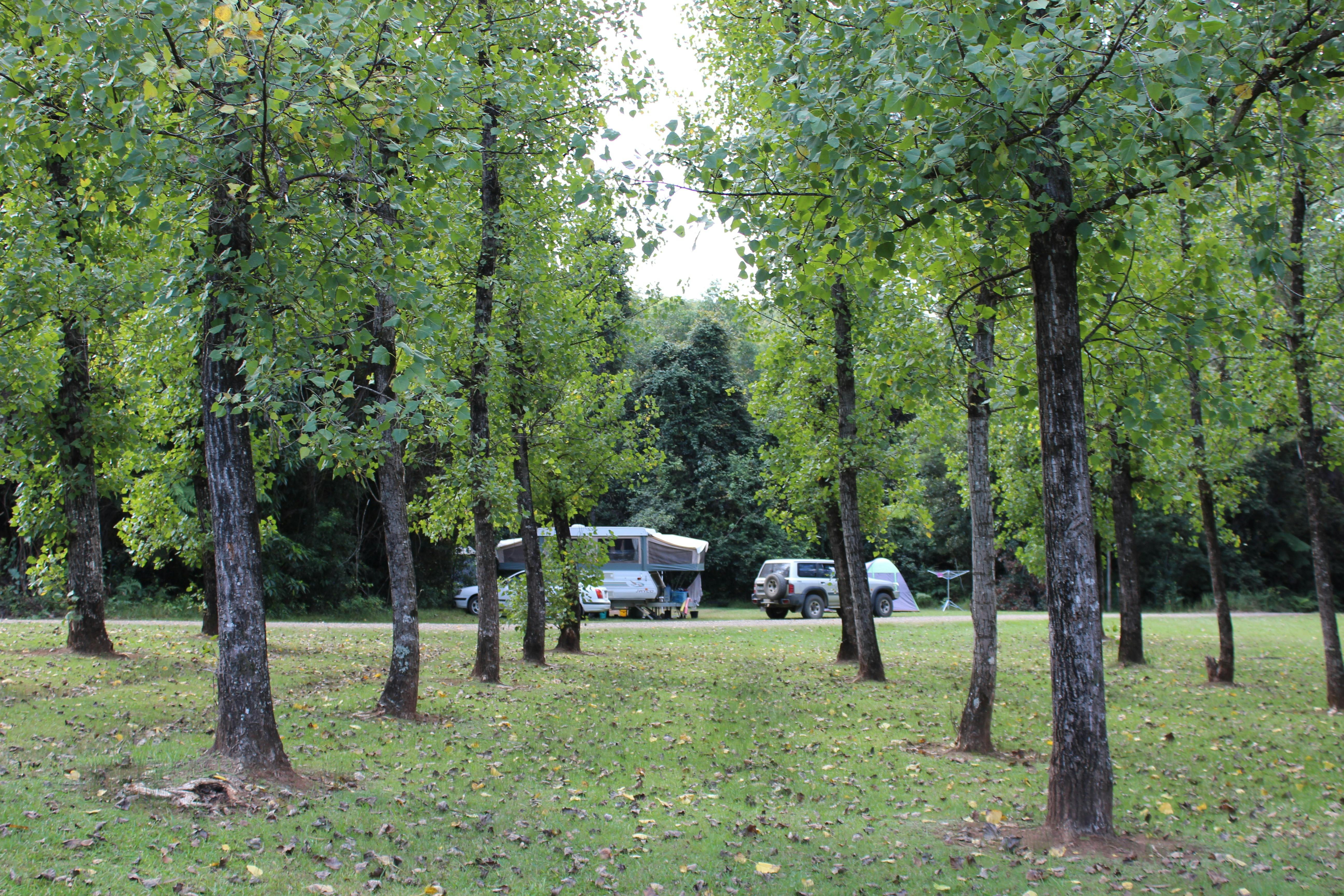Trees shade the campground at Swans Crossing Kerewong State Forest