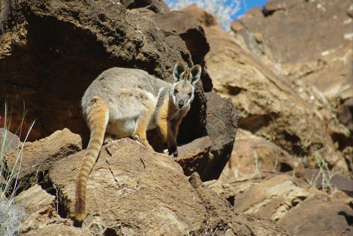 Yellow Footed Rock Wallaby