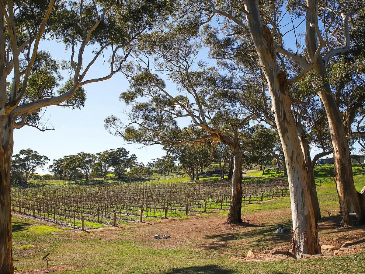 Barossa Vineyards