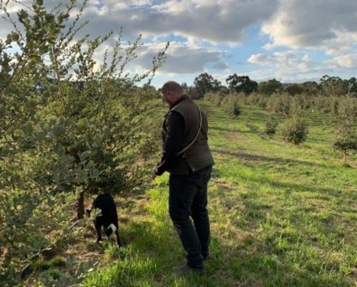 Truffle farmer, Justin Faull, hunting for black winter truffles with truffle dog