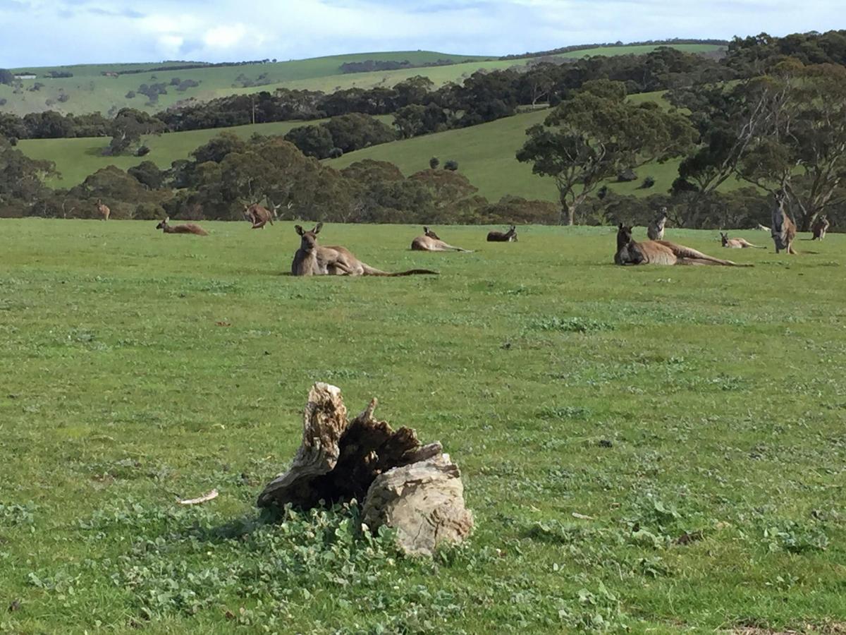 See kangaroos and nature