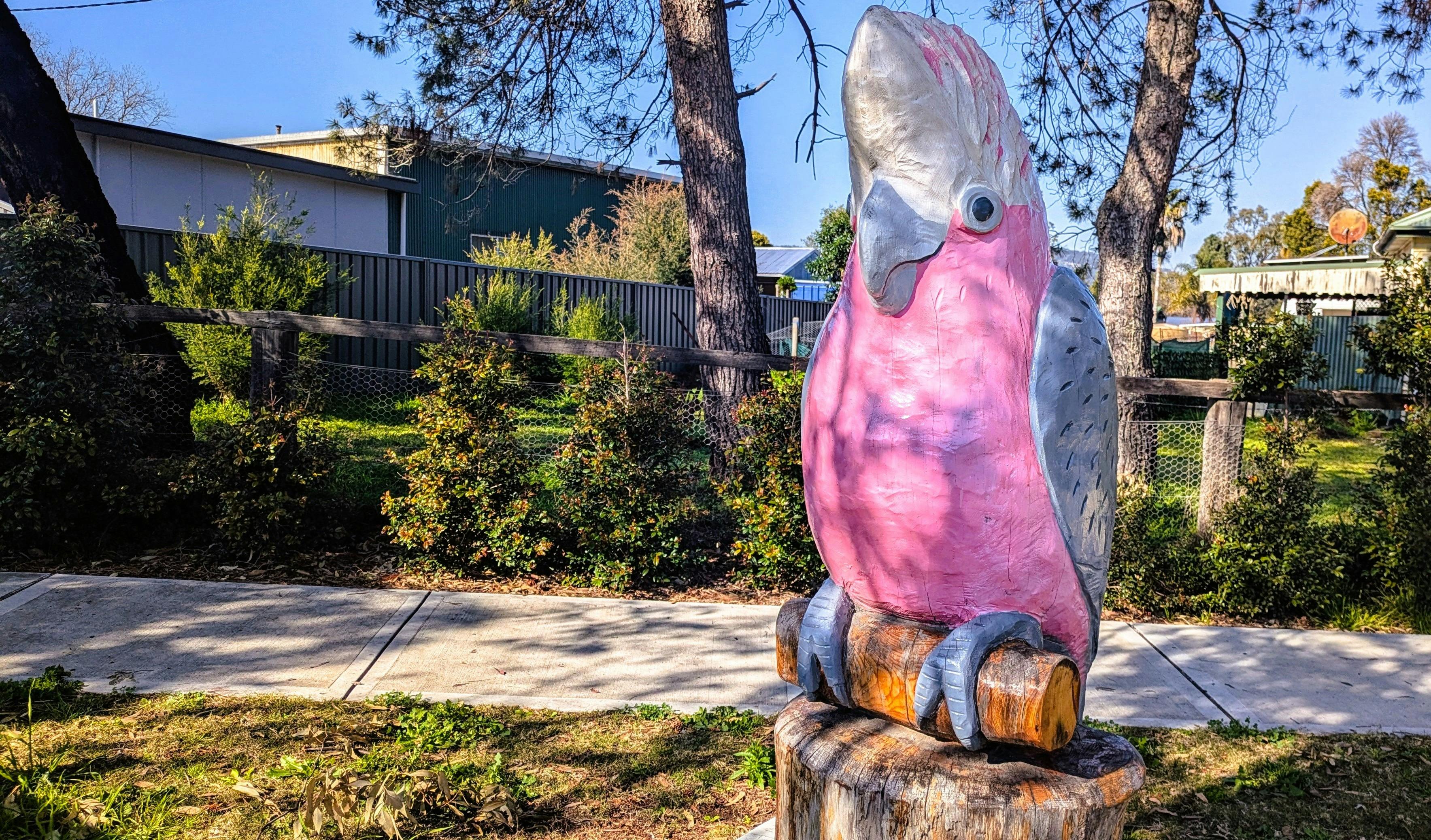Galah at Pocket Park by Mark Ray