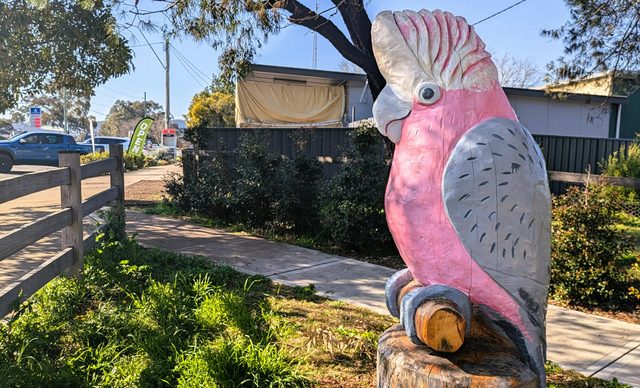 The Galah at Pocket Park