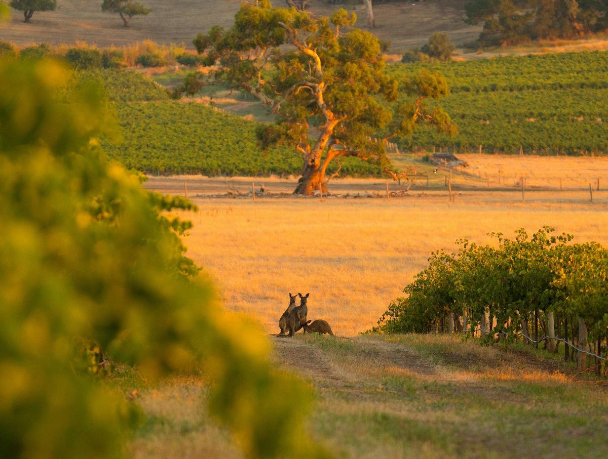 Vines and Roos