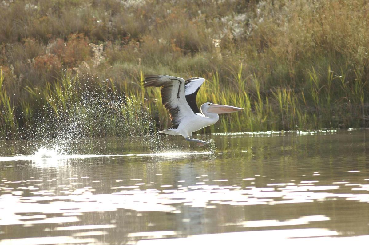 Murray River Highlights Tour