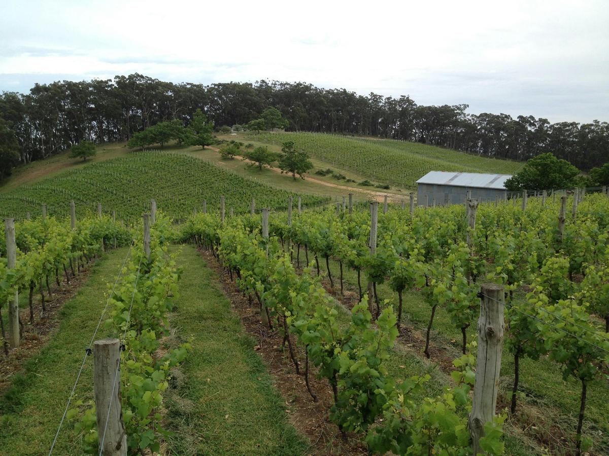 Casa Freschi Ashton vineyard