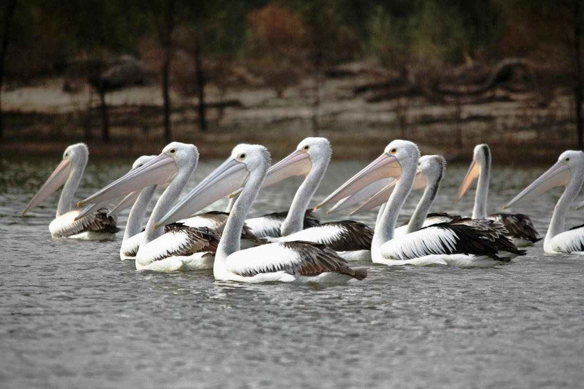 Adelaide International Bird Sanctuary National Park - Winaityinaityi Pangkara