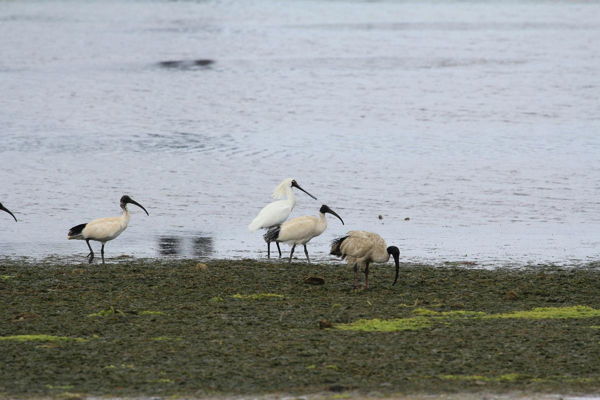 Adelaide International Bird Sanctuary National Park - Winaityinaityi Pangkara