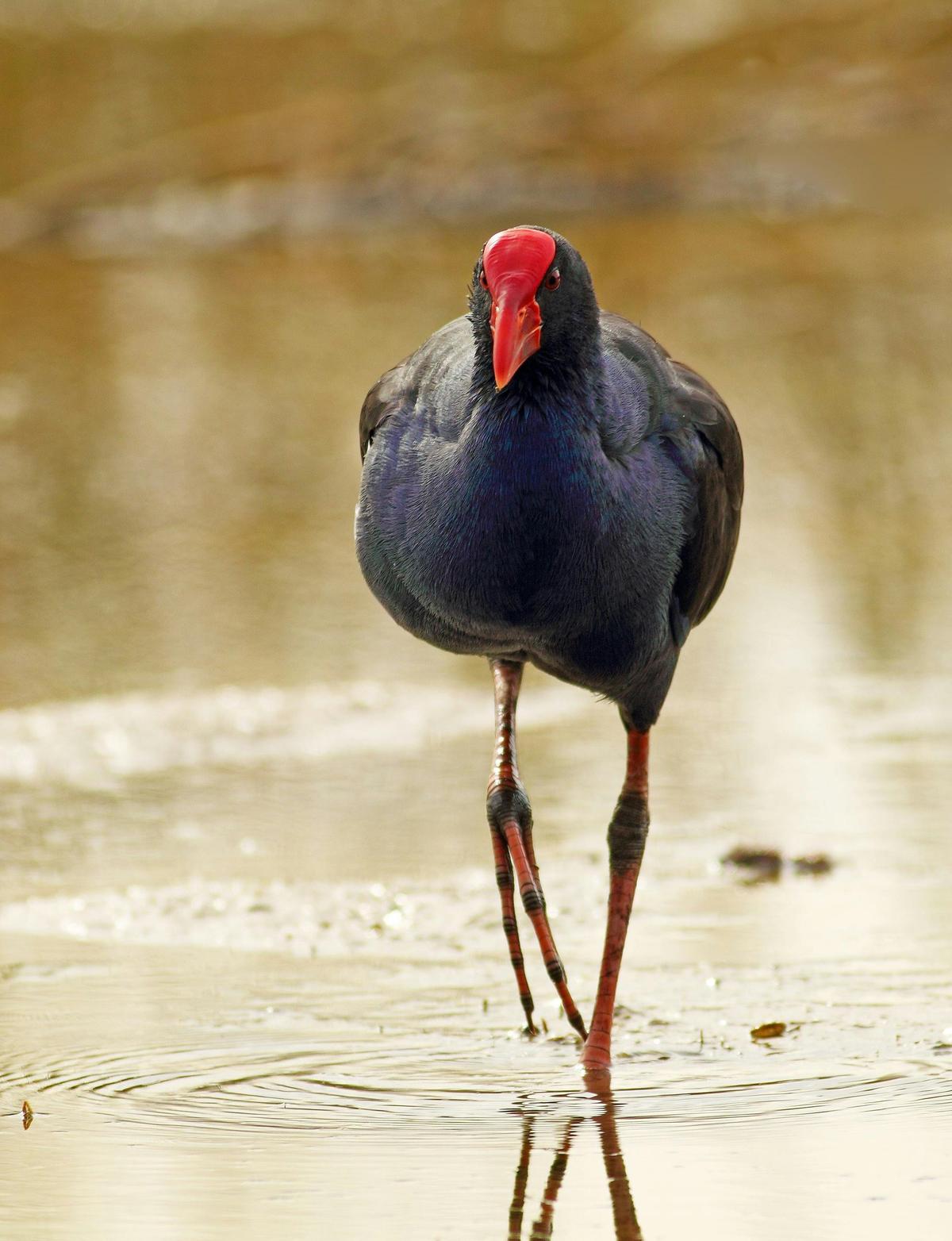 Adelaide International Bird Sanctuary National Park - Winaityinaityi Pangkara