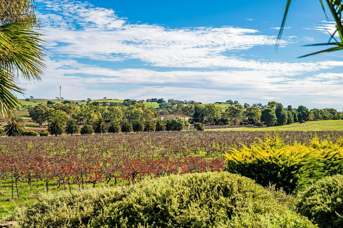 vineyard