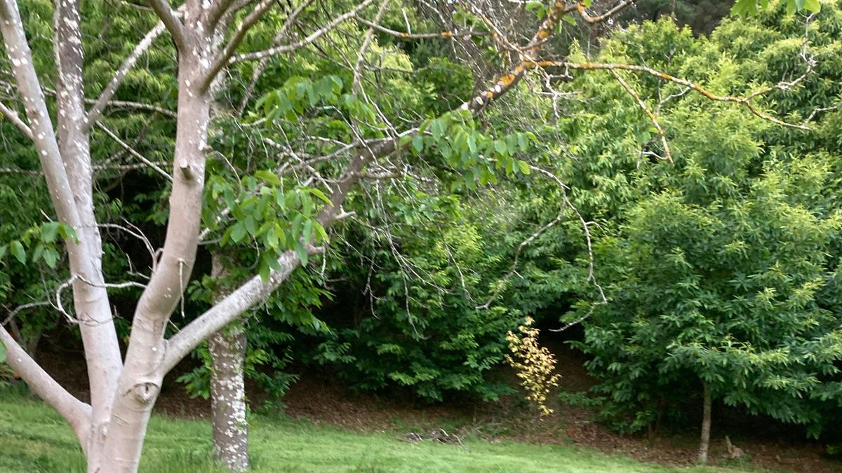 Chestnut Grove