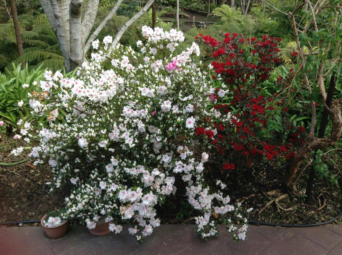 Garden suite
