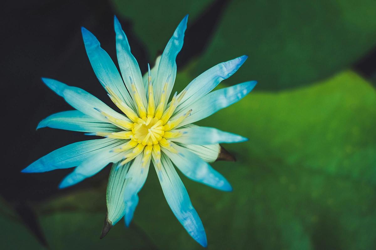 Water Lily