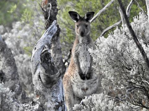 2 Day / 1 Night Wombat Tracking Tour