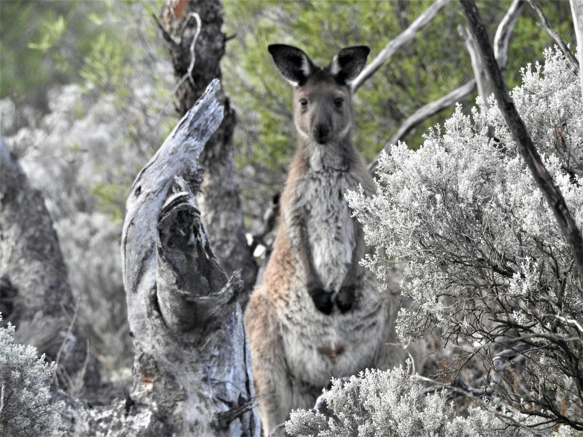2 Day / 1 Night Wombat Tracking Tour