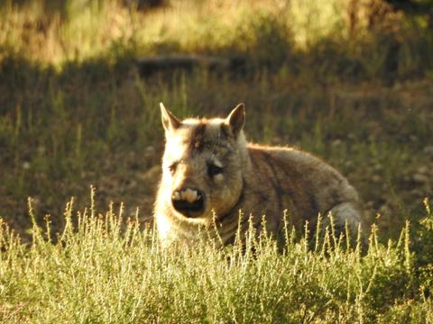 2 Day / 1 Night Wombat Tracking Tour