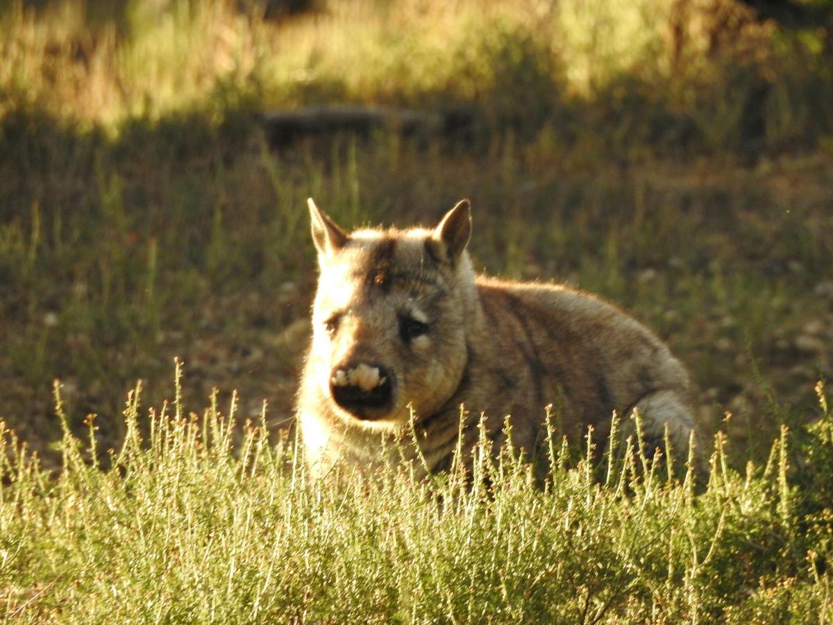 2 Day / 1 Night Wombat Tracking Tour