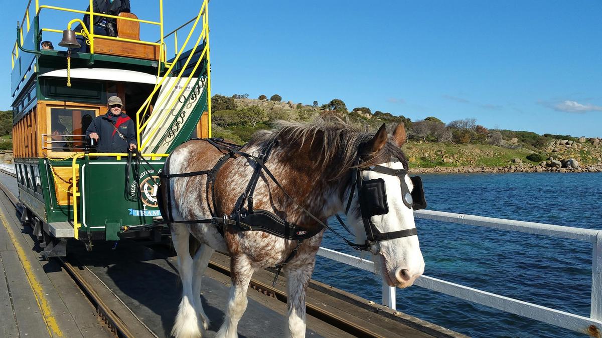 Hills to Sea Full Day Private Tour including Victor Harbor