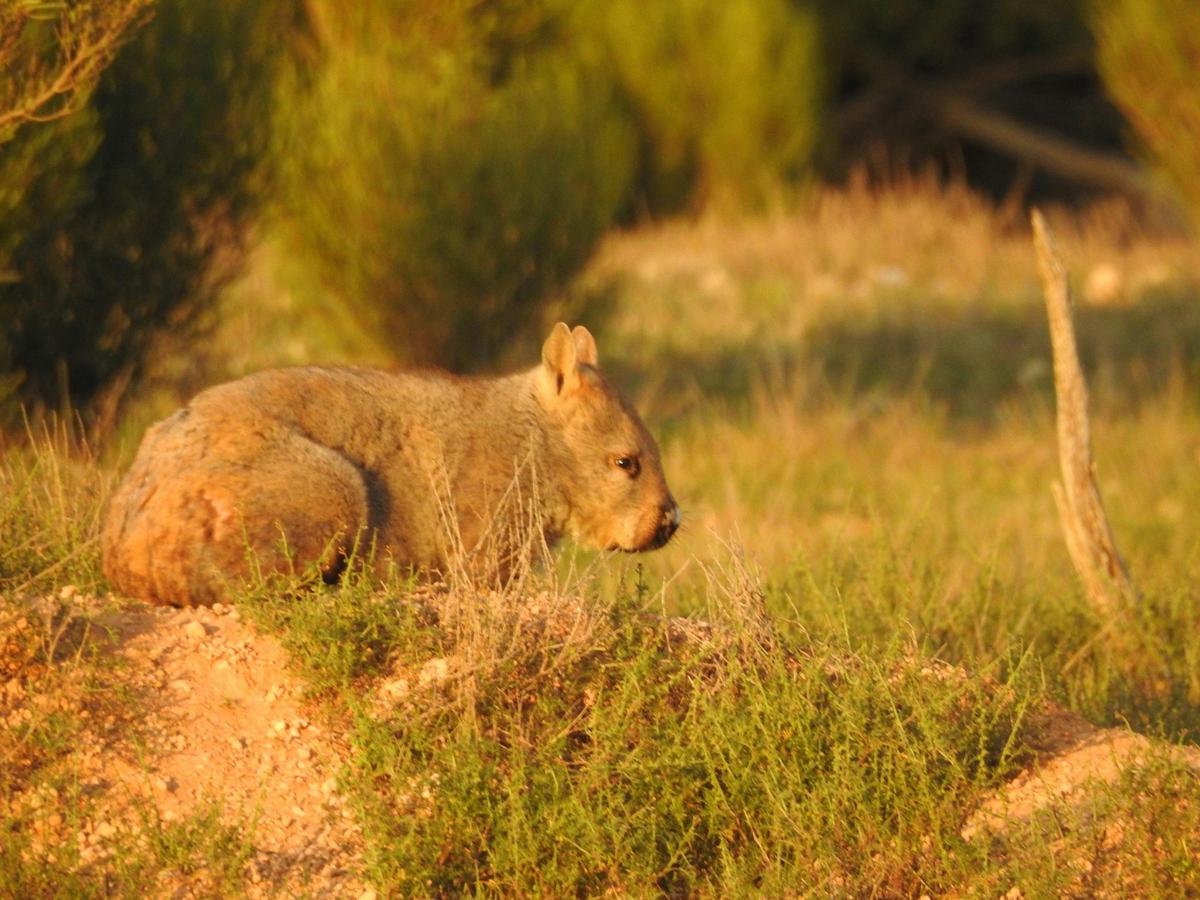2 Day / 1 Night Wombat Tracking Tour