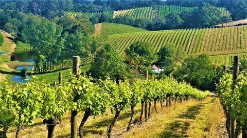 Adelaide Hills Half Day Tour (departs 1.30pm returns 5pm)