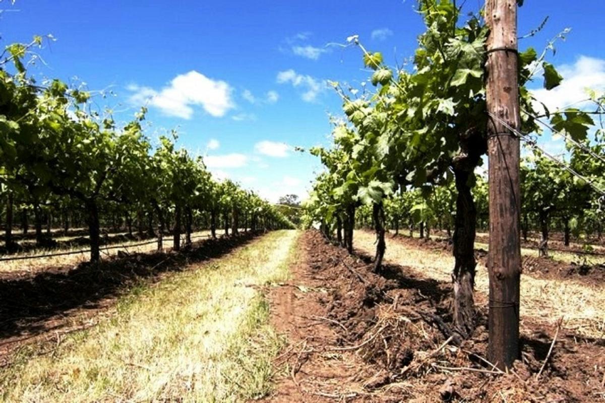 McLaren Vale & Beaches Private Tour