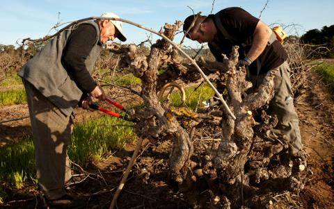 Cirillo Estate Wines