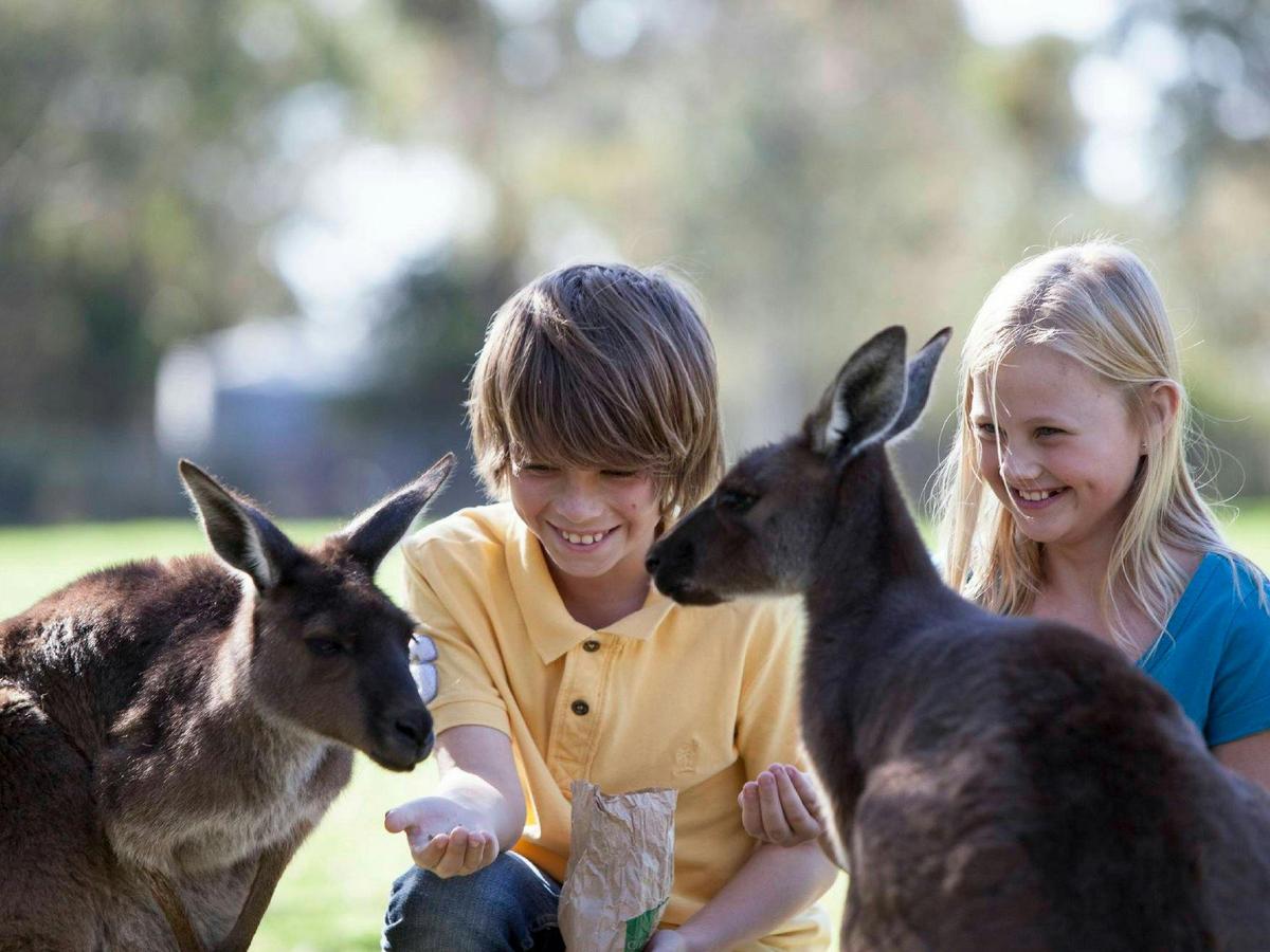 Feed a Kangaroo