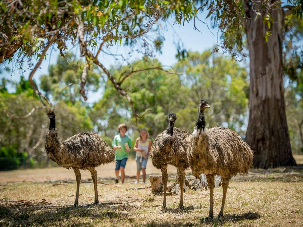 Emus