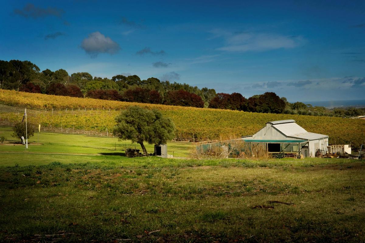 Scenic vineyard vistas along the Coast to Vines Trail