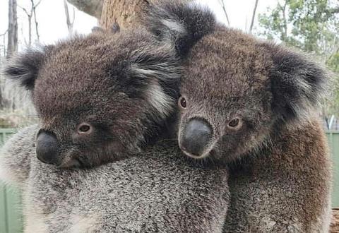 Koala Close-Up