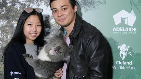 Hold a Koala