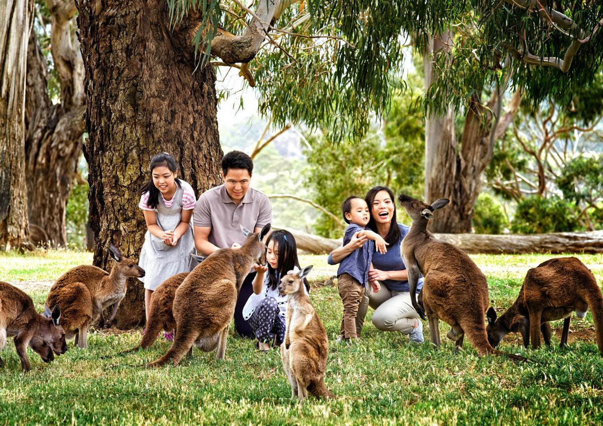 Hand feeding kangaroos at Cleland