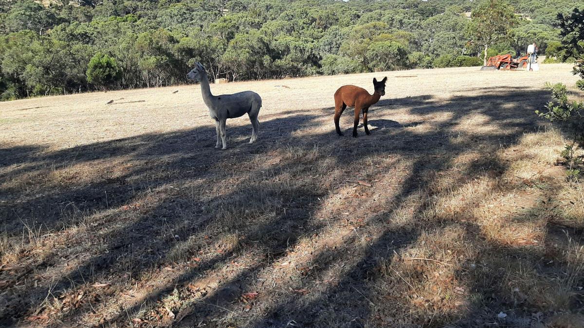 Cockatoo Valley Tiny Vacations