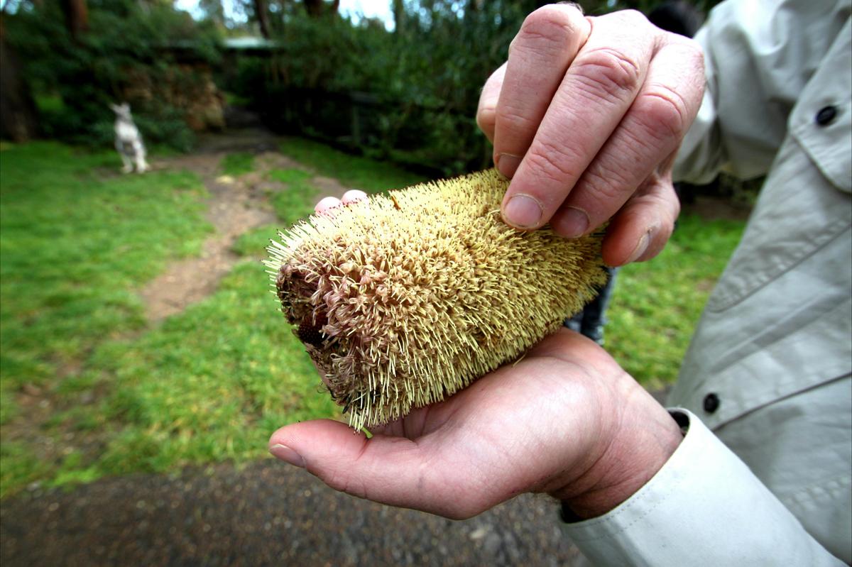 cleland-banksia