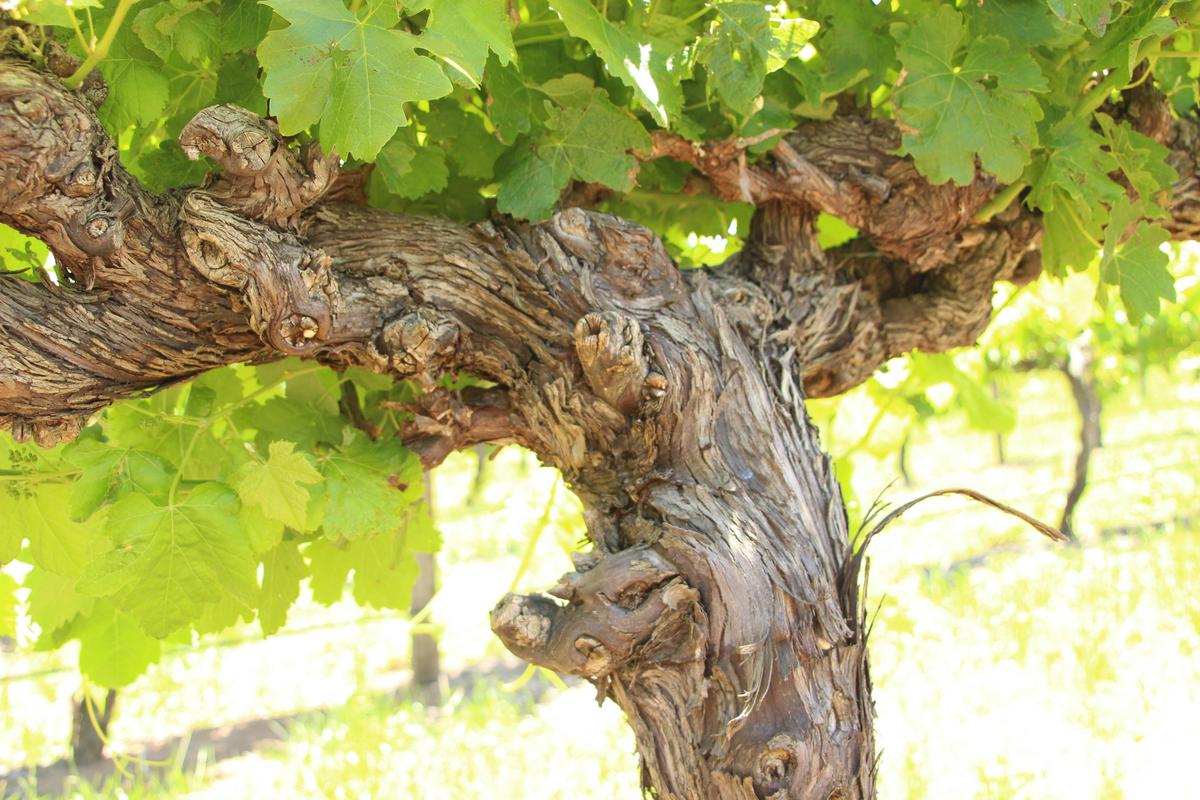 Our Old Vine Shiraz