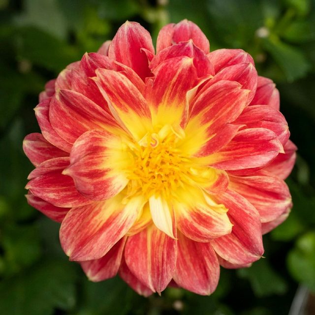 Tilba Nursery