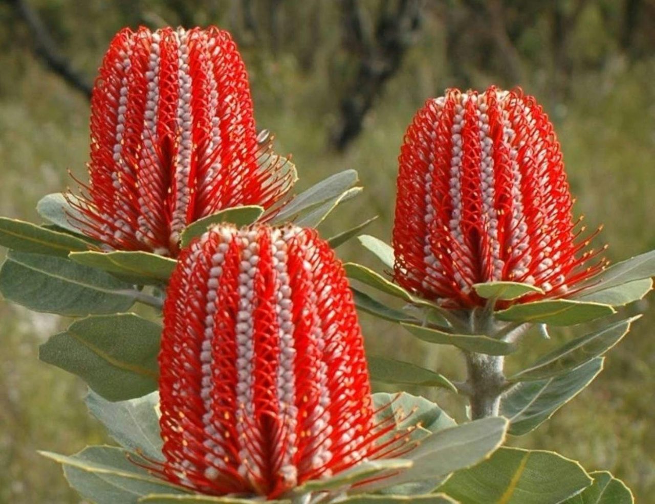 Banksia Boutique
