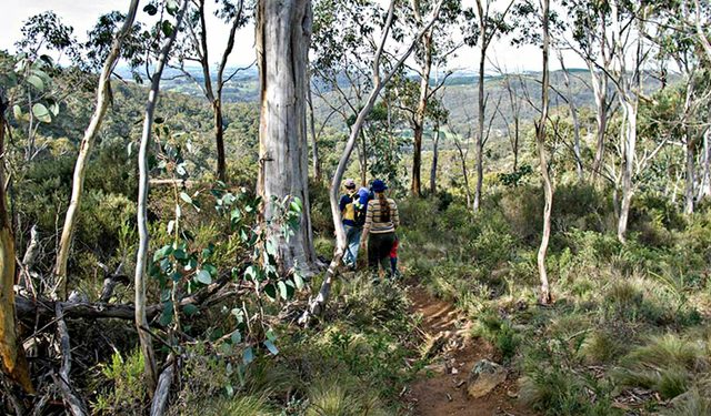 Summits Walking Track