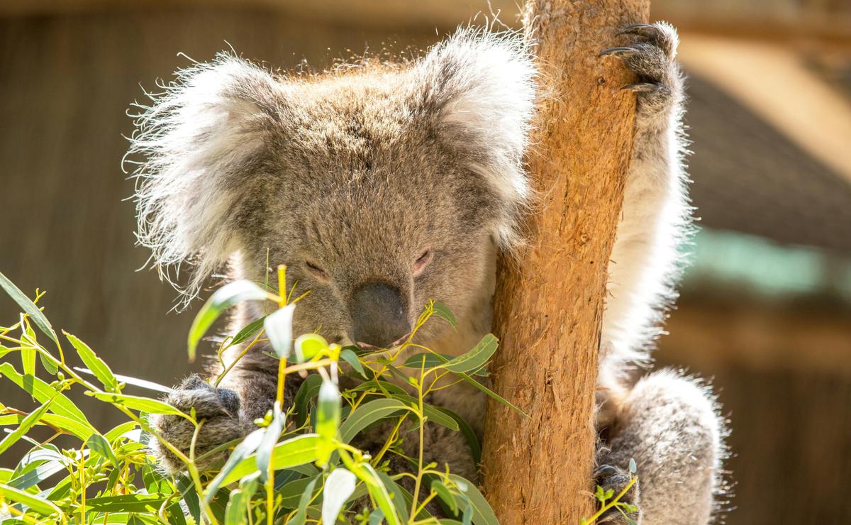Koala at Cleland Wildlife Park