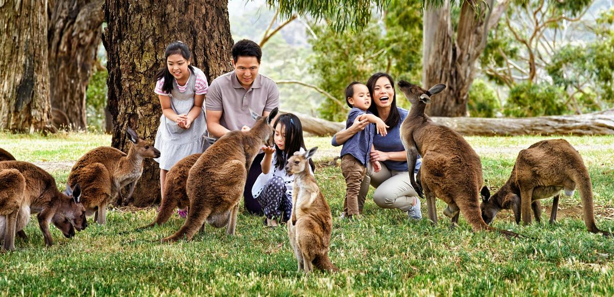Family feeding kangaroos - Cleland