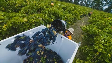Curtis Winery
