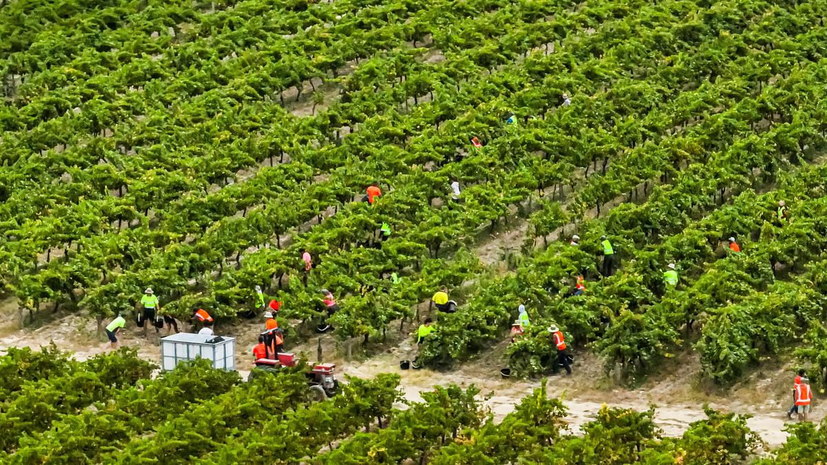 Grape Picking