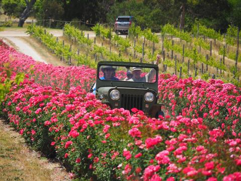 DogRidge Vineyards, Cellar Door & Gallery
