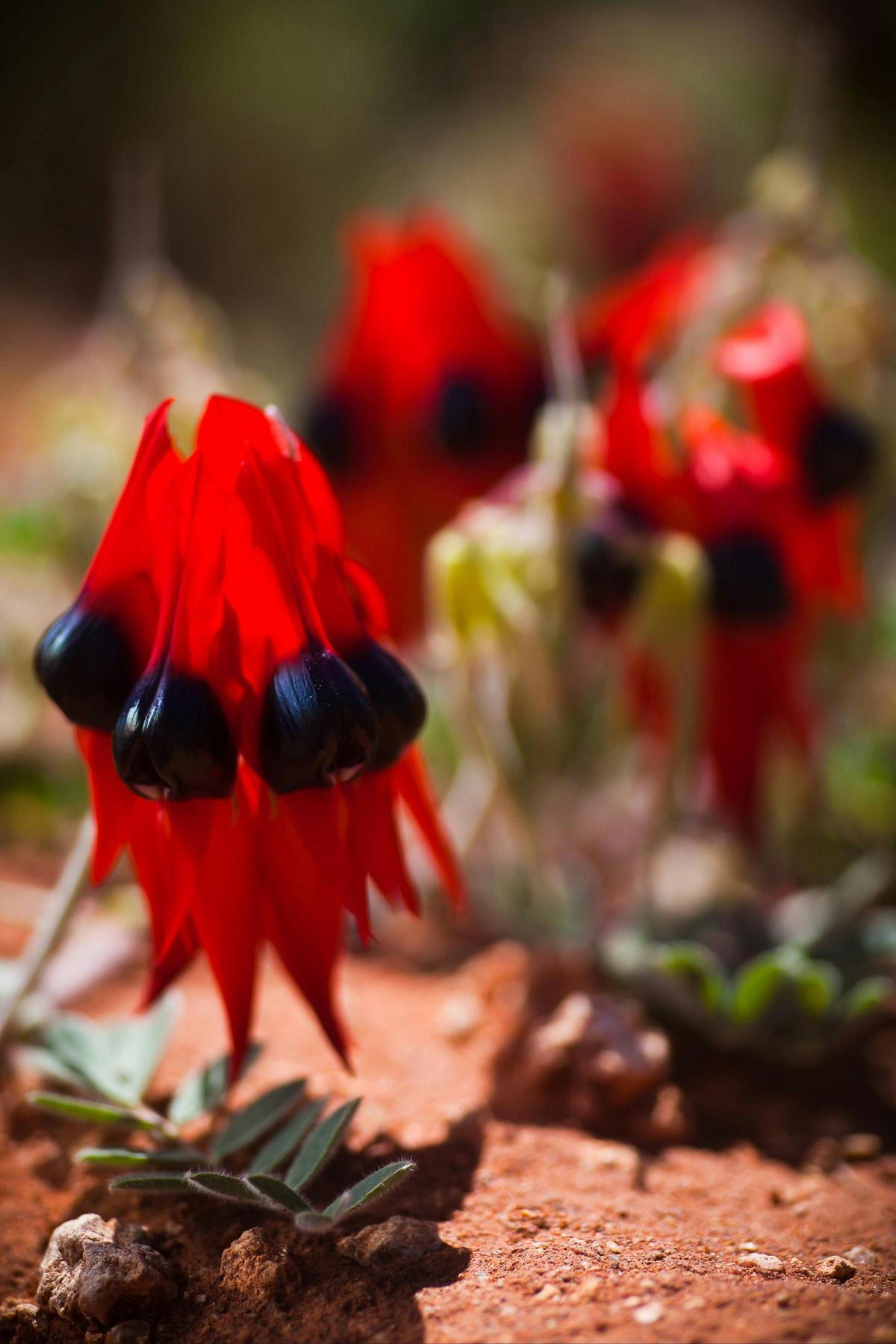 Sturt Desert Pea