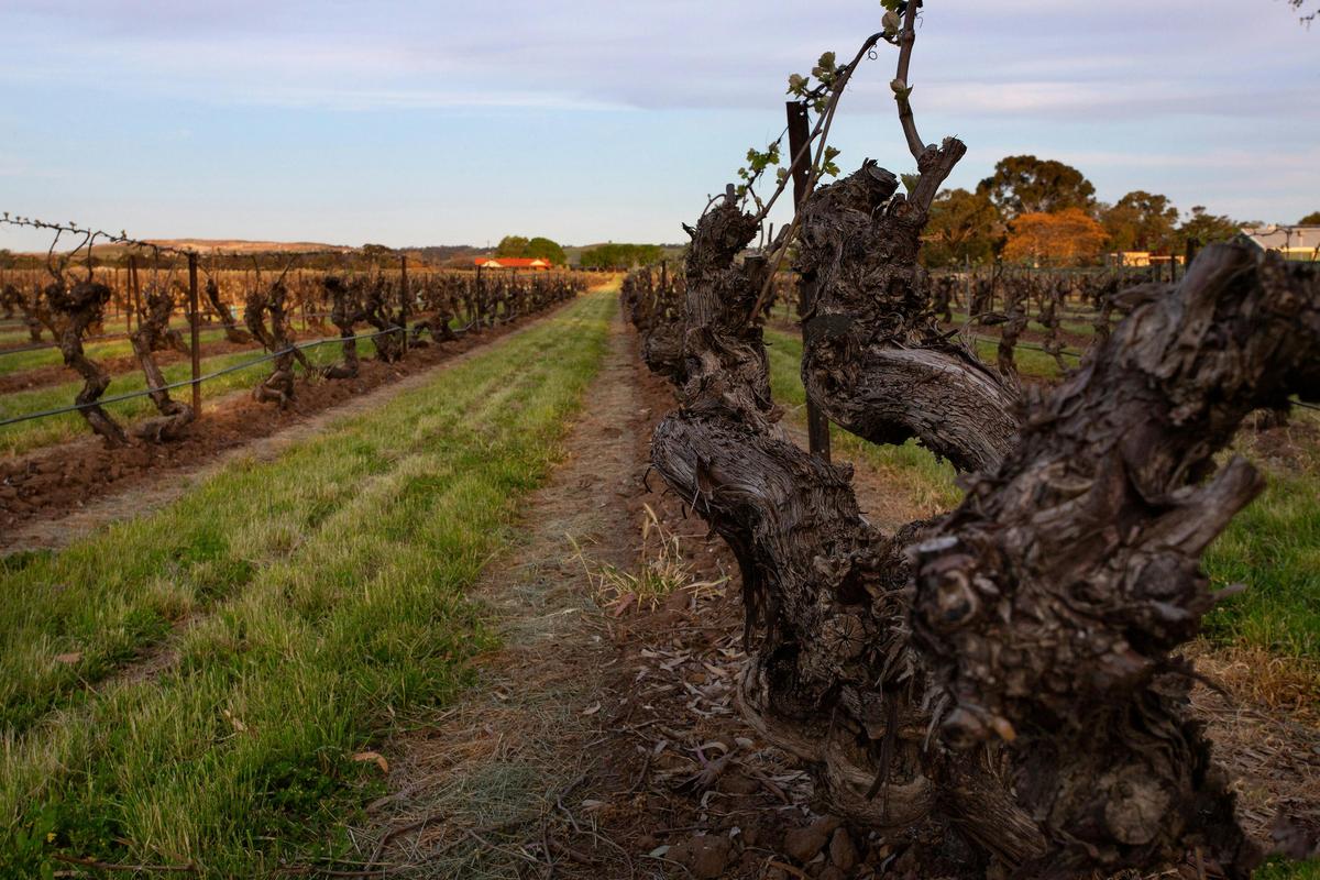 Elderton Elite Tasting Experience