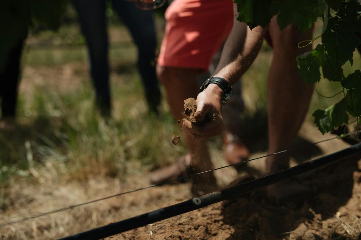 Elderton Elite Tasting Experience