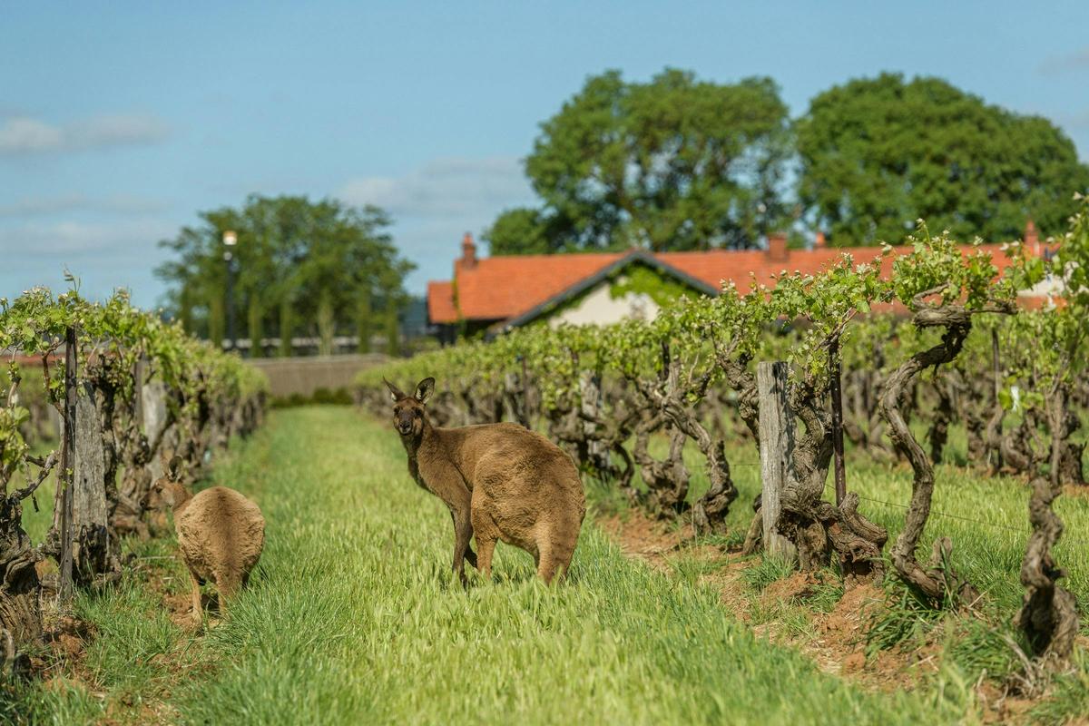 Kangaroos Elderton Cellar Door