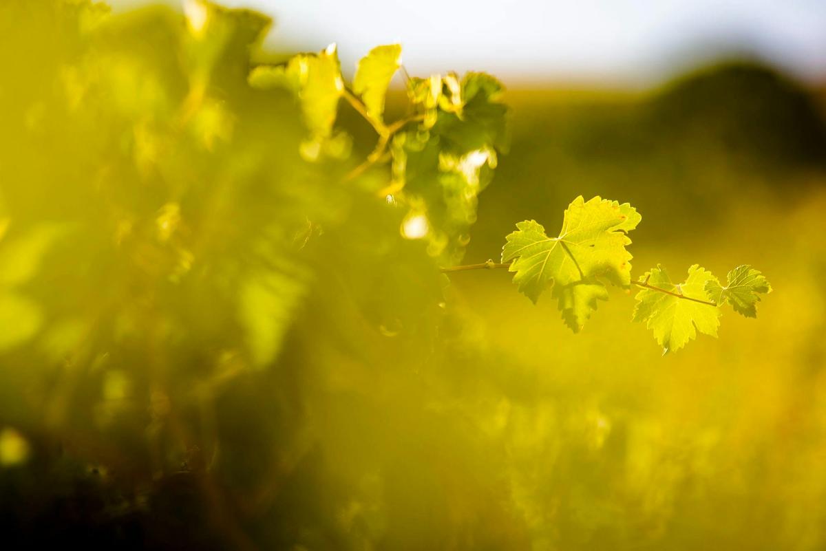Riesling Vineyard